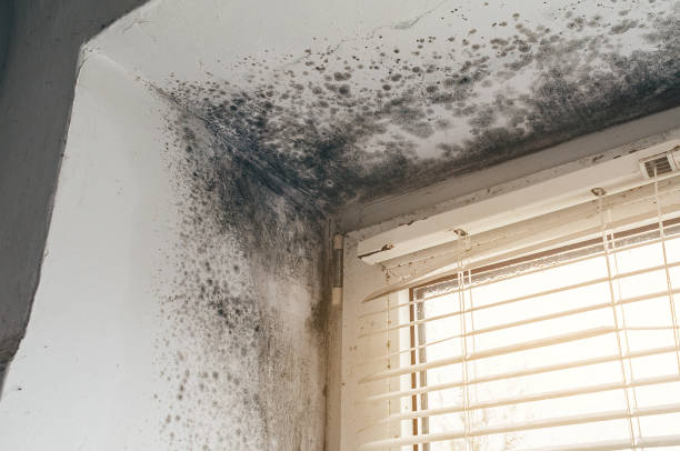 Affordable Commercial Mold Remediation solutions in Laporte, CO